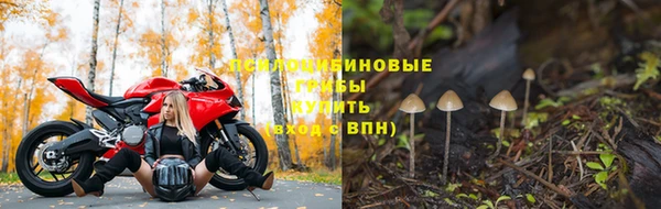индика Новокубанск